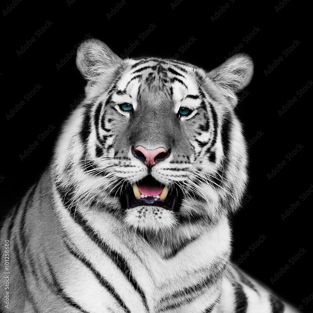 Wall mural white tiger