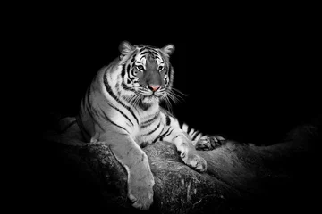 Photo sur Plexiglas Tigre tigre blanc