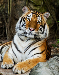 Fototapeta na wymiar Close Up Tiger