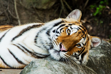 Fototapeta premium Close Up Tiger