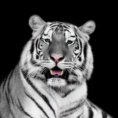 Tableaux ronds sur aluminium brossé Tigre tigre blanc