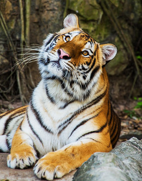 tiger