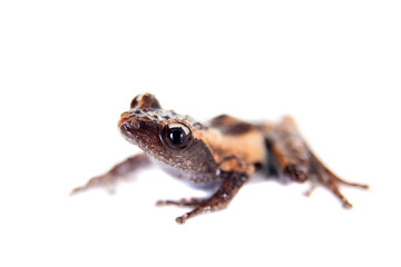 Theloderma trongsinense, rare spieces of frog on white