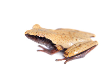 White-back mossy frog, Theloderma laevis, on white