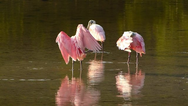 Roseate Spoonbills (Platea ajaja) preening feathers