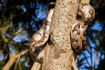 Python Snake wrapped around a branch