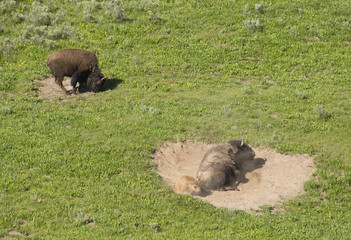 Bison mother and baby roll in a wallow in Yellowstone.