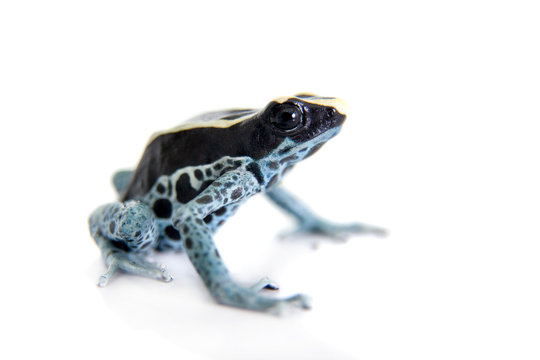 Awarape Dyeing Poison dart frog, Dendrobates tinctorius, on white