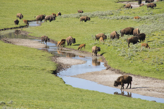 Valley Filled With Wild Bison Families Drinking Water In Yellowstone.