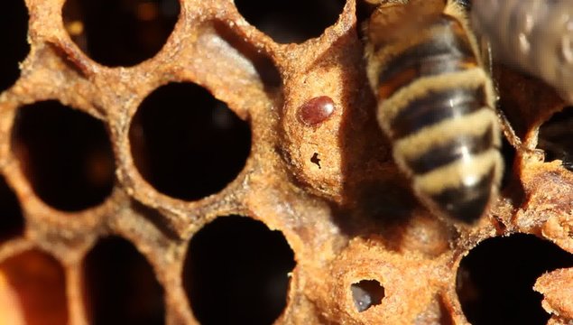 Larvae Of Bees Varroa Mite Has Impressed In Cocoons. One Tick On The Surface Of The Cocoon.