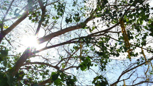 Under Ficus religiosa tree view in Thailand temple 