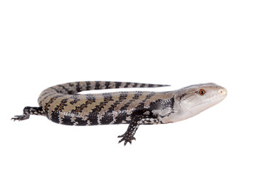 Indonesian Blue-tongued Skink on white © Farinoza