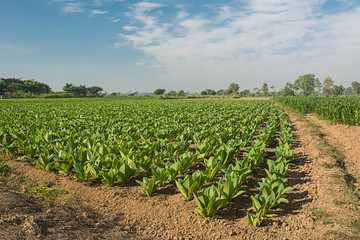 Fototapeta na wymiar Green tobacco field.
