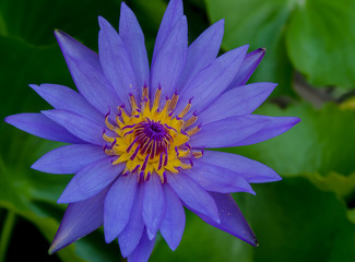 Obraz premium Purple Waterlily