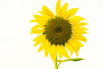 Smile sunflower