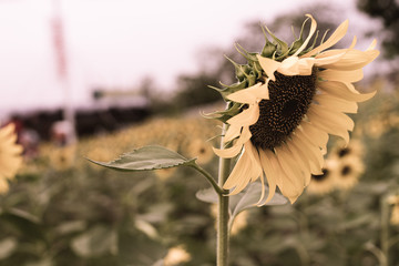 sad sunflower