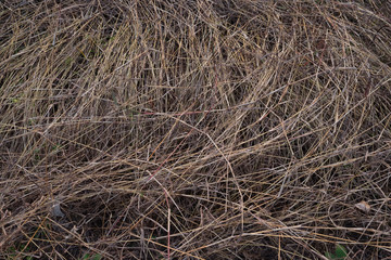 dry grass  field in winter