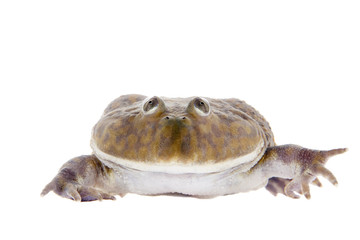 The Budgett's or hippo frog, Lepidobatrachus laevis, on white