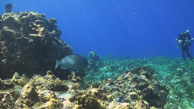 Rebreather diver on a coral reef with a Humphead Parrotfish