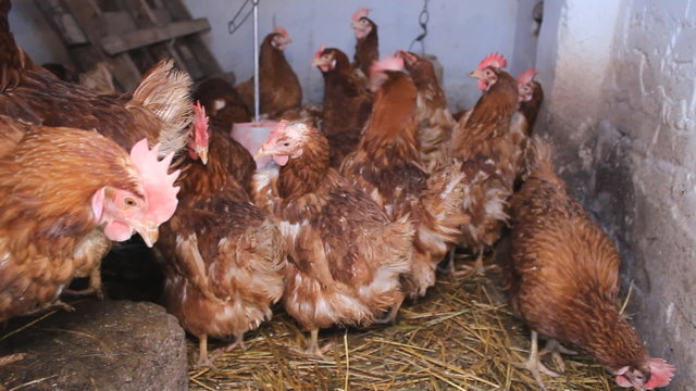 Chicken farm 