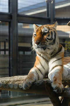 動物園の檻の中のトラ