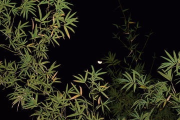 bamboo leave at night in Vietnam countryside