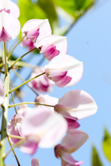 White Wisteria