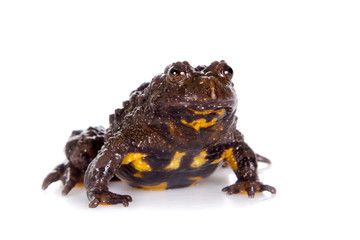 Hubei firebelly Toad, Bombina microdeladigitora, on white