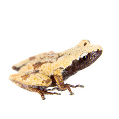 Theloderma chyangsinense, rare spieces of mossy frog on white