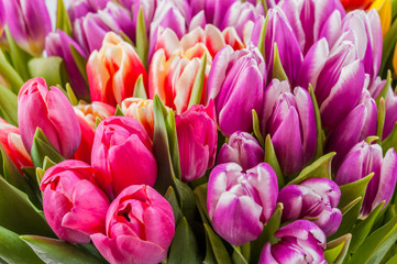 Obraz na płótnie Canvas Tulip flowers bouquet