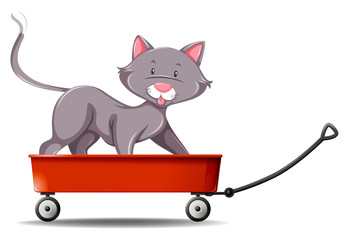 Gray cat standing on red wagon