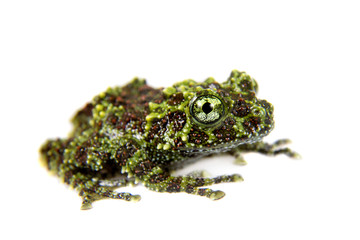 Fototapeta premium Vietnamese Mossy Frogling isolated on white