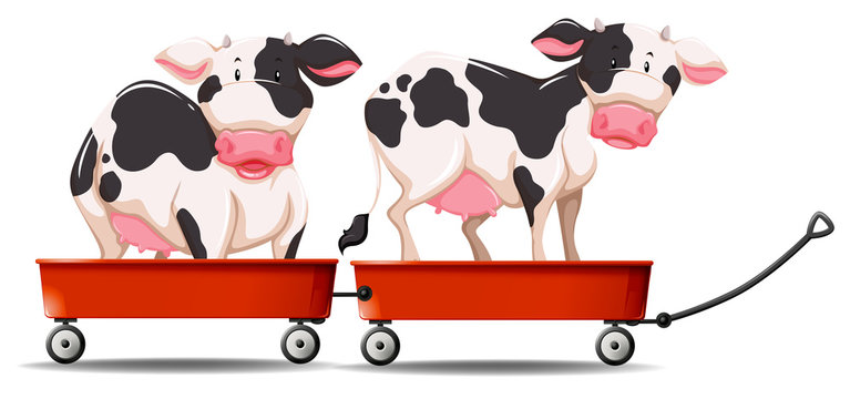 Two cows standing on the wagon