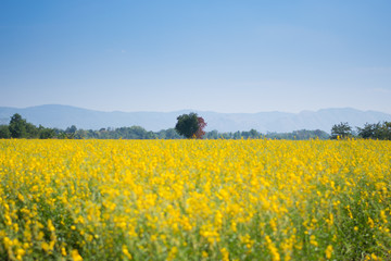 Yellow flower field