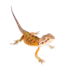 Red Bearded dragon, Pogona vitticeps, on white