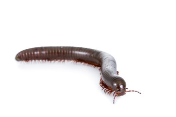 Millipede, Myriapoda on white 