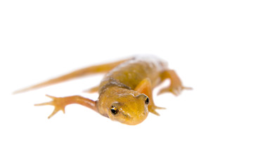 The smooth or common newt, Lissotriton vulgaris, on white