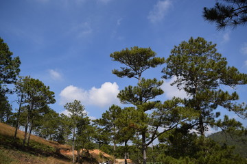 pine forest at the hill in Dalat, Vietnam