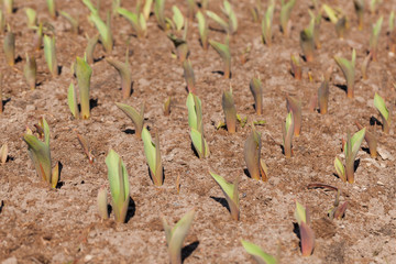 green sprouts in the spring