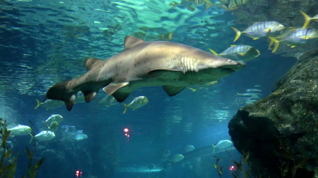 Shark over a coral reef