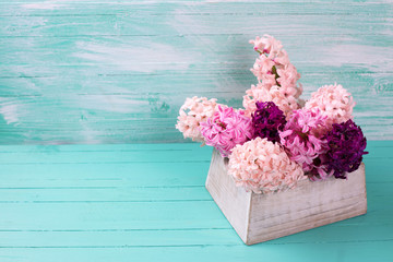 Background with fresh pink hyacinths in box  on green wooden pla