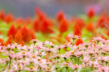 Beautiful colorful flower as background.