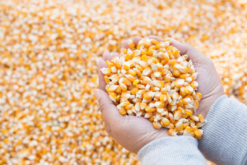 corn seed for animal feed industry in hand and blurry corn seed