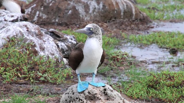 Blue-footed Booby (Sula nebouxii) on North Seymour Island, Galapagos National Park, Ecuador