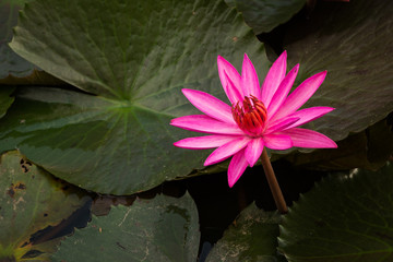 pink color fresh lotus flower blossom