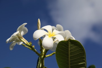 hawaii プルメリア Plumeria