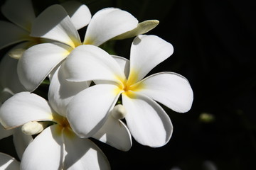 hawaii プルメリア Plumeria