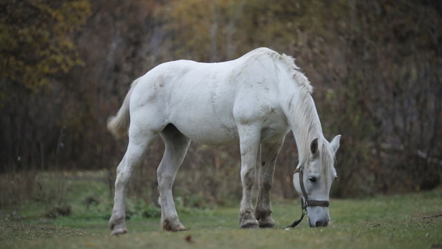 white horse grazing in the meadow in autumn