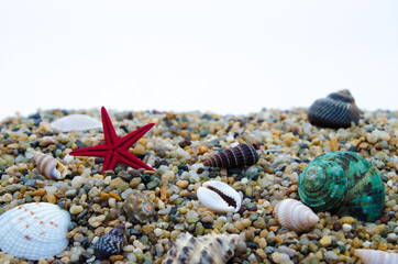 A variety of marine mollusks sand on the sea in a white background