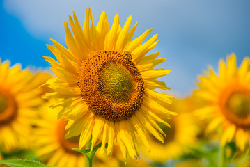 Blooming sunflower summer